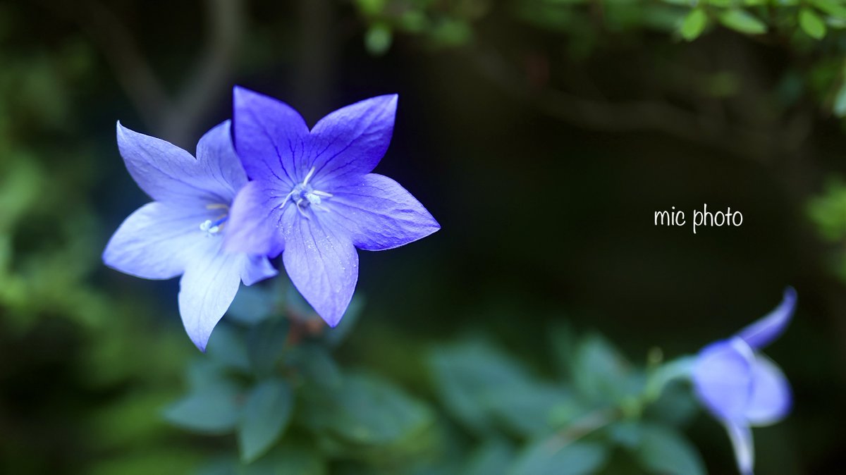 mic19951010's tweet image. おはようございます。
#TLを花でいっぱいにしよう
#photography
#ファインダー越しの私の世界
#キリトリセカイ