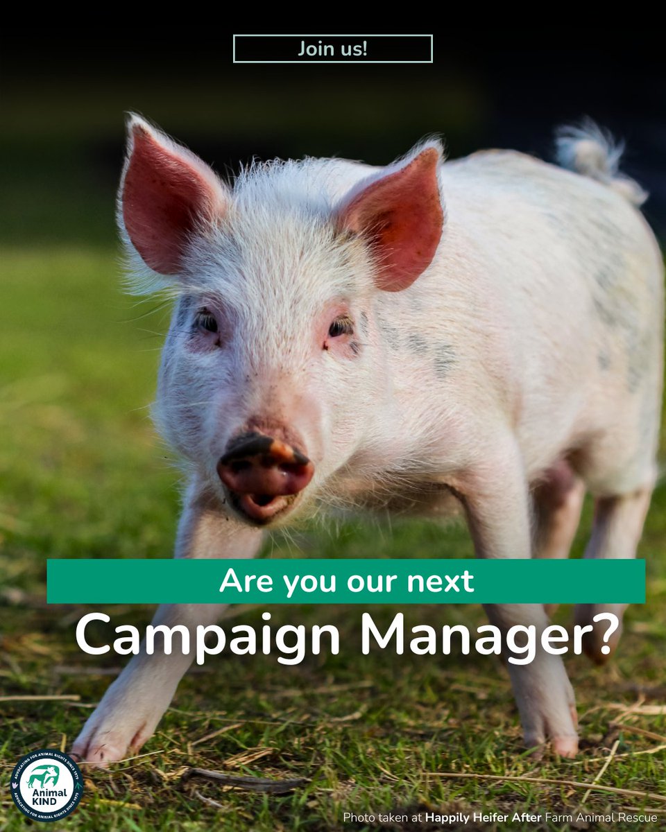 animalkind_aus's tweet image. 📣 Are you a passionate, strategic, and community-driven campaigner ready to challenge the harmful impacts of intensive animal agriculture?

🌱 Do you envision a world with a more ethical, sustainable, and plant-based food system?

👉️ ethicaljobs.com.au/members/animal…