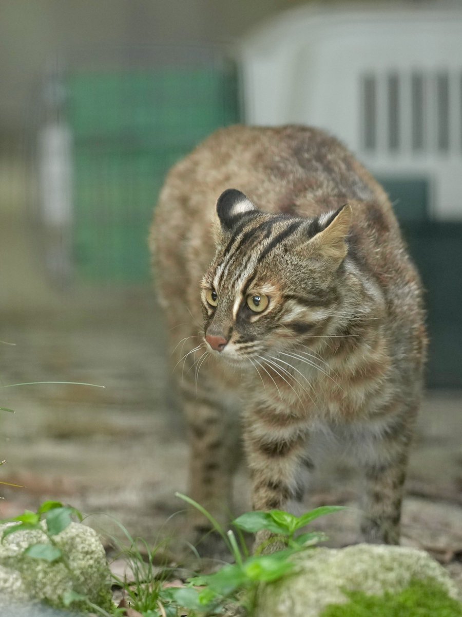 PGkXoqYKBwQ2ajk's tweet image. アカツキ邸の周りには、カラス以外にもたくさんの小鳥たちが
#アカツキ
#ツシマヤマネコ
#福岡市動物園
#ヤマネコ
#leopardcat
#対馬
#tsushimaleopardcat