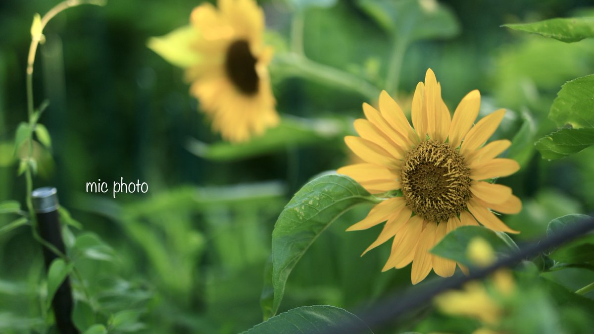 mic19951010's tweet image. おはようございます。
#TLを花でいっぱいにしよう
#photography
#ファインダー越しの私の世界
#キリトリセカイ