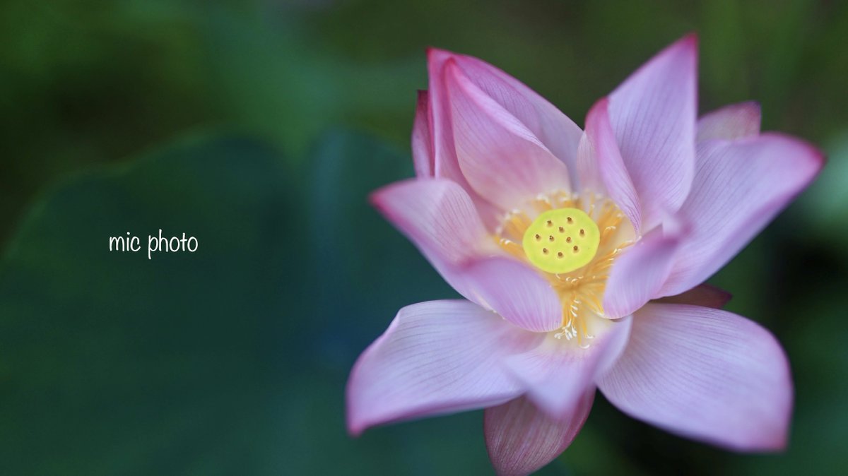 mic19951010's tweet image. おはようございます。
#TLを花でいっぱいにしよう
#photography
#ファインダー越しの私の世界
#キリトリセカイ