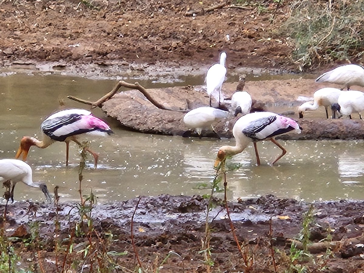 BlaiseOutdoor's tweet image. This morning we were up early for our morning safari. A chance to see a variety of different animals waking up for the day.