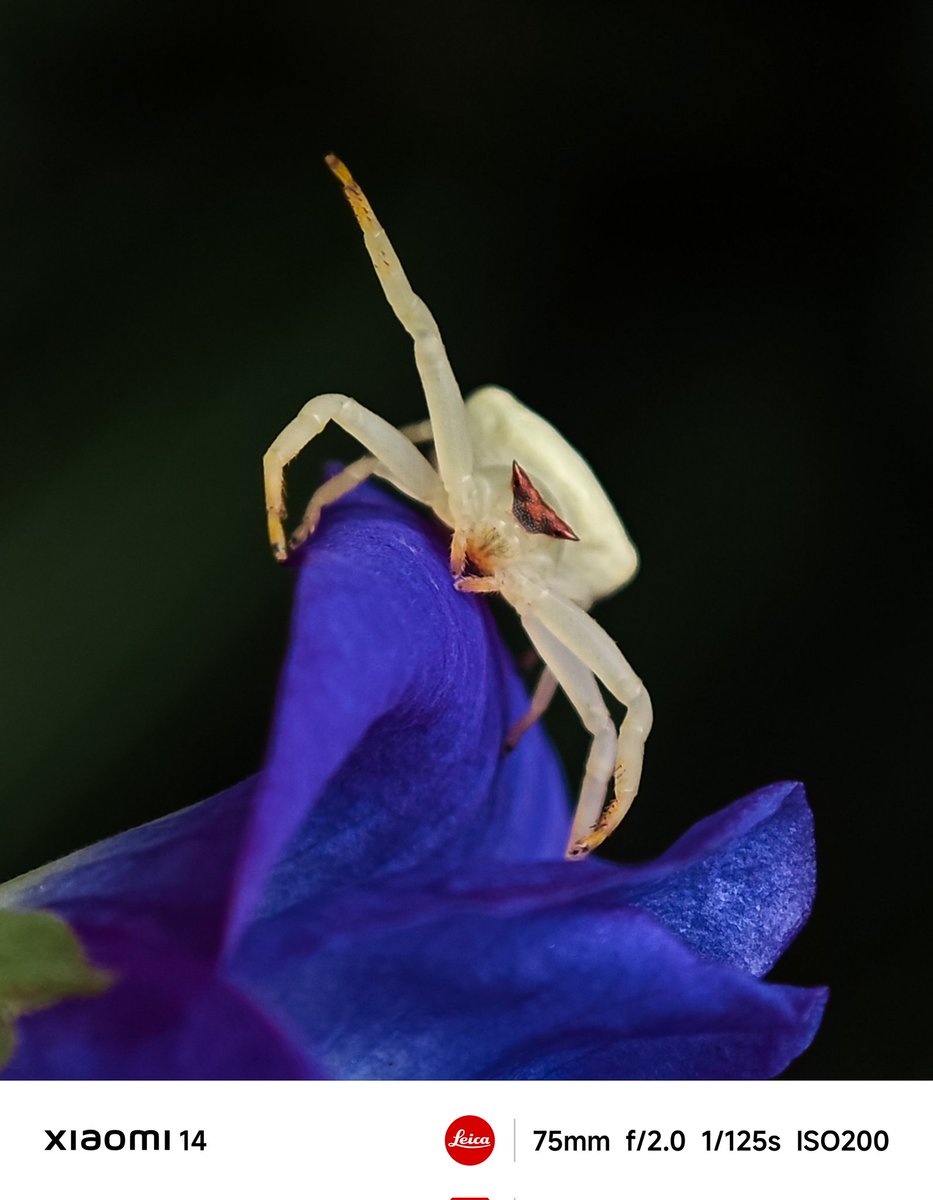 #XiaomiExplorer Partha Chatterjee for Xiaomi🇮🇳 (@parthac121) on Twitter photo The Crab spider is in dance mood😎
#ShotOnSnapdragon
#xiaomi14 #lenstolegend #Xiaomixleica
<a href="/leijun/">Lei Jun</a> <a href="/WilliamLuXiaomi/">William Lu</a> <a href="/s_anuj/">Anuj Sharma</a> <a href="/Rozmond1/">Rosemond</a> <a href="/Snapdragon_IN/">Snapdragon India</a> <a href="/sandeep9sarma/">Sandeep Sarma</a> <a href="/hawkeye/">Muralikrishnan B</a> <a href="/Huilgol/">abhishek Huilgol</a> <a href="/manish_lenswork/">Manish</a> <a href="/Xiaomi/">Xiaomi</a> <a href="/xfckolkata/">Xiaomi Fans Club Kolkata</a> <a href="/hormonalkhanna/">Arushi Khanna</a> The Crab spider is in dance mood😎
#ShotOnSnapdragon
#xiaomi14 #lenstolegend #Xiaomixleica
<a href="/leijun/">Lei Jun</a> <a href="/WilliamLuXiaomi/">William Lu</a> <a href="/s_anuj/">Anuj Sharma</a> <a href="/Rozmond1/">Rosemond</a> <a href="/Snapdragon_IN/">Snapdragon India</a> <a href="/sandeep9sarma/">Sandeep Sarma</a> <a href="/hawkeye/">Muralikrishnan B</a> <a href="/Huilgol/">abhishek Huilgol</a> <a href="/manish_lenswork/">Manish</a> <a href="/Xiaomi/">Xiaomi</a> <a href="/xfckolkata/">Xiaomi Fans Club Kolkata</a> <a href="/hormonalkhanna/">Arushi Khanna</a>