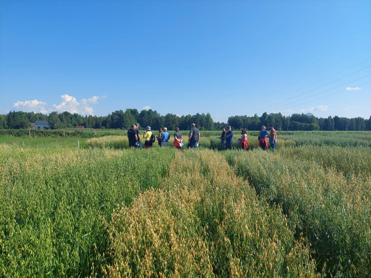 <a href="/OatFrontiers/">OatFrontiers</a>-hanke järjestää 12.8. pellonpiennarpäivän Louen kaurakokeella Tervolassa. Ilmoittauduthan mukaan ao. linkistä: lyyti.fi/reg/Lapin_avom…
