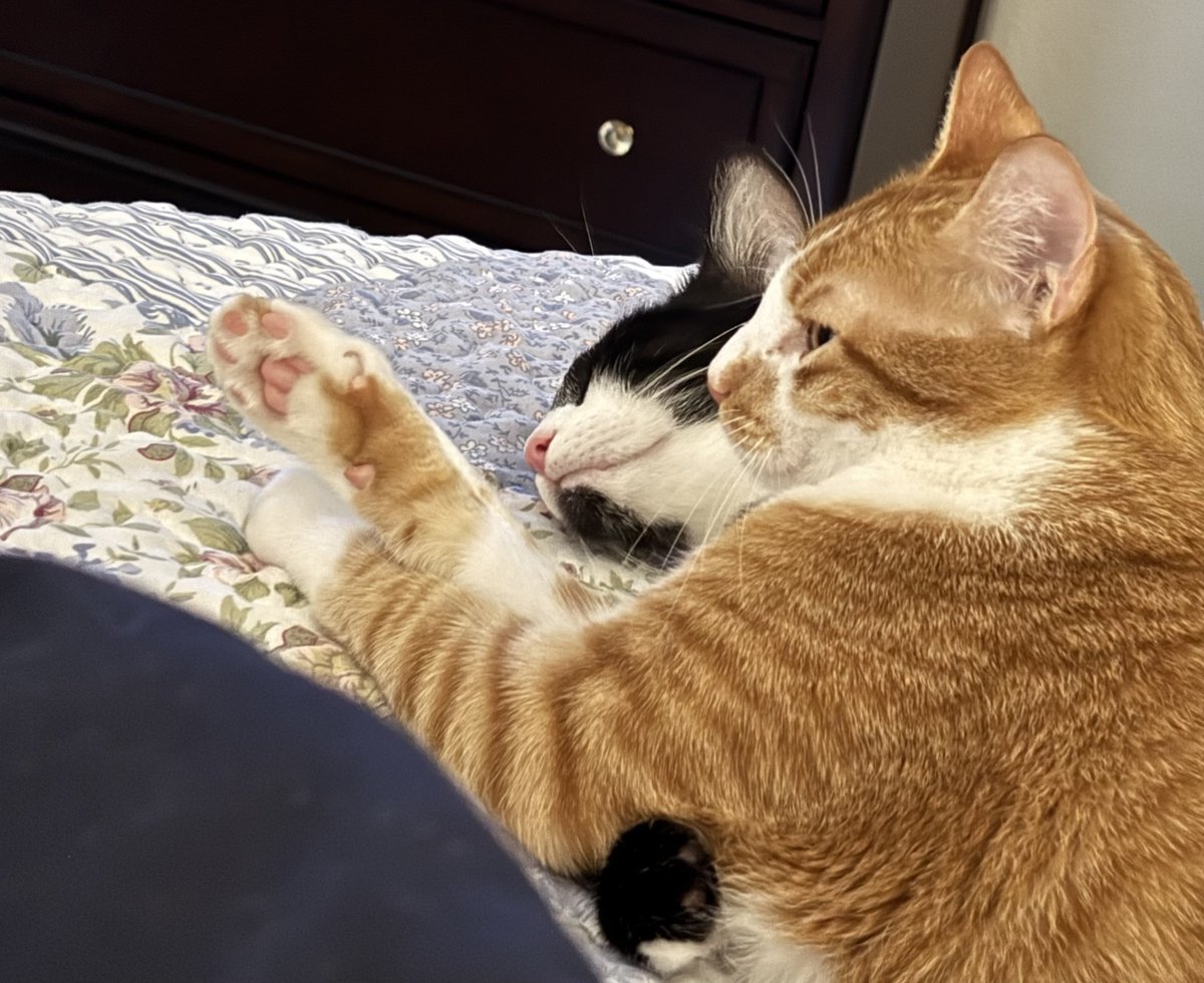TheDailyCatGuy's tweet image. 
