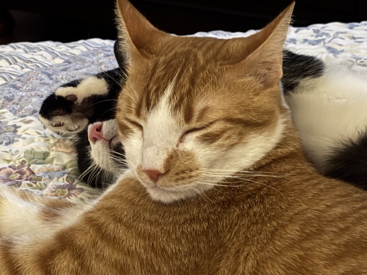 TheDailyCatGuy's tweet image. 