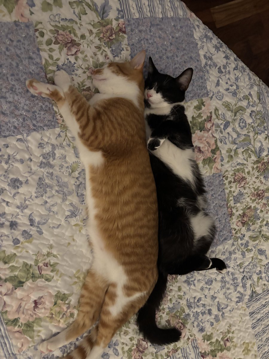 TheDailyCatGuy's tweet image. 