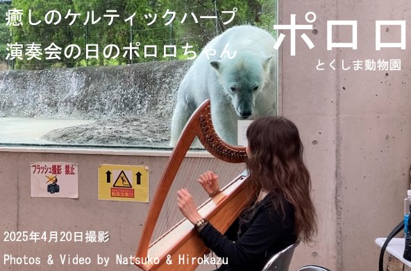 NatsukoChishiro's tweet image. 今年の4月20日にポロロちゃんの前で癒しのケルティックハープを演奏した日の動画をUPしました。
観ていただけたら嬉しいです。
動画はこちら
youtu.be/GVMZx6bWgMY?si…
#ホッキョクグマ #ポロロ #とくしま動物園 #シロクマ #癒しのケルティックハープ #polarbear