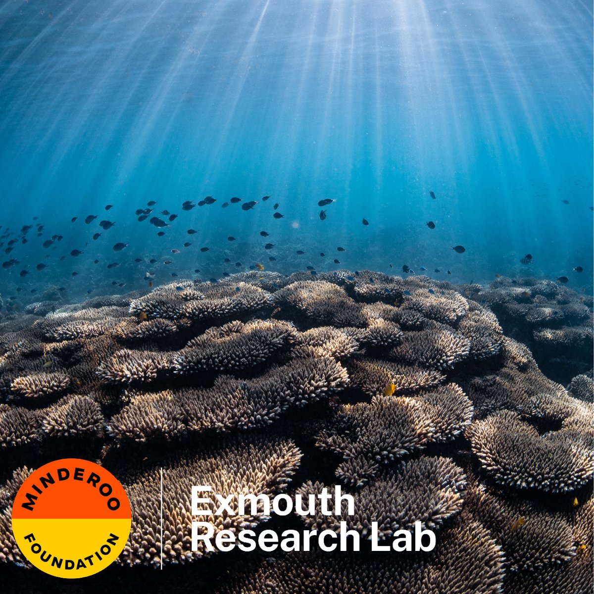 Minderoo Foundation (@minderoo) on Twitter photo EXPRESSION OF INTEREST NOW OPEN!💡
Are you interested in conducting high-impact science in our bespoke facility at Minderoo's <a href="/ExmouthResearch/">Exmouth Research Lab</a> to safeguard healthy ecosystems for future generations? Find out more: merl.minderoo.org
Applications close August 11. EXPRESSION OF INTEREST NOW OPEN!💡
Are you interested in conducting high-impact science in our bespoke facility at Minderoo's <a href="/ExmouthResearch/">Exmouth Research Lab</a> to safeguard healthy ecosystems for future generations? Find out more: merl.minderoo.org
Applications close August 11.