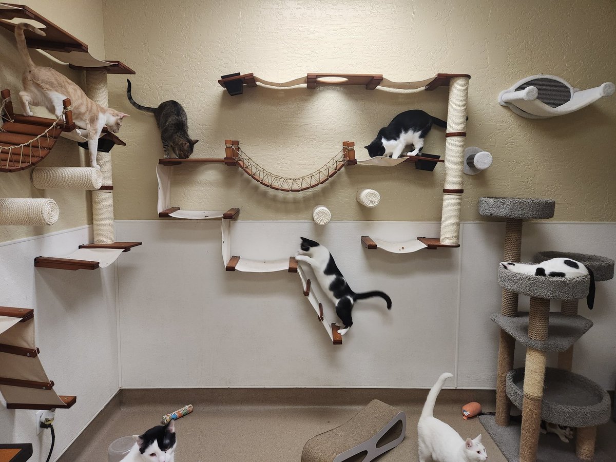 As the kitten season flood is rising, we 🐾to remind you of our Senior cats and their inner kittens...which are having the greatest time awaiting adoption on their new @petfinderfoundation 2025 Cat Enrichment Grant jungle gym! Thank you #petfinderfoundation #thecathouseonthekings