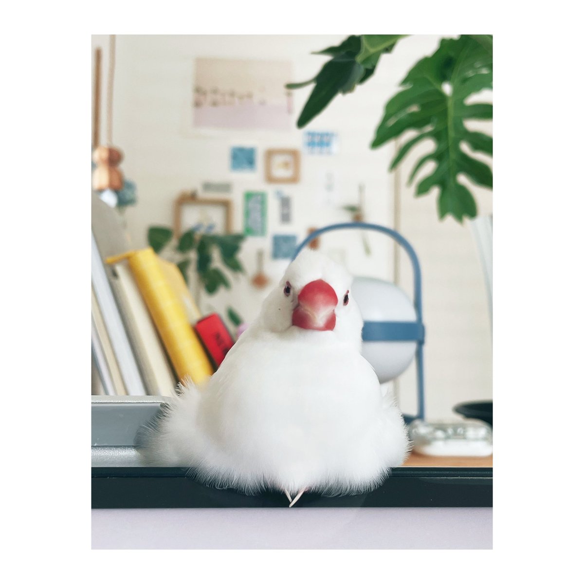 _sz__k's tweet image. とりみて