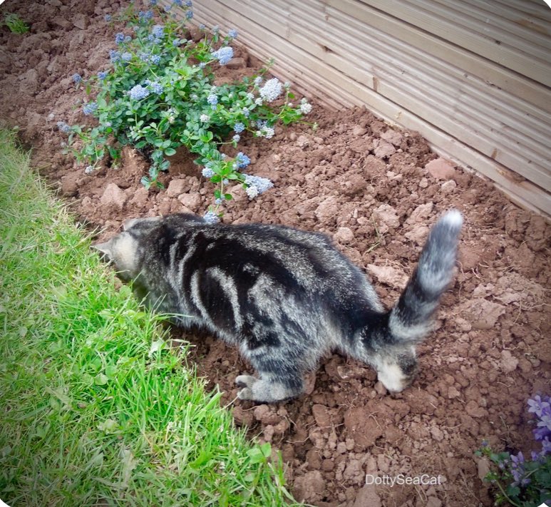 When I was a tiny pinch o’ salt, I was purrrfecting my gardening skills. Happy #ThrowbackThursday!  #cats #CatsOfTwitter 🐈👩‍🌾🪏