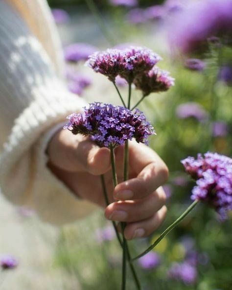 Wildflower2107's tweet image. Lavender
Summer
Gaze
#3wordspoet #lavender #micropoetry #poetrycommunity #rbg #poembyrashmi