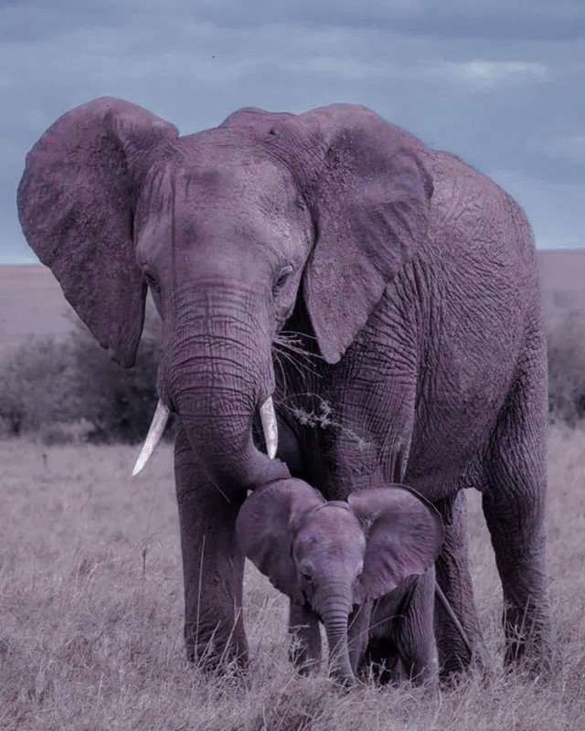 menakmenik's tweet image. ️️

𝗖𝗘𝗠𝗕𝗨𝗥𝗨. 

Hari ini aku jumpa gajah lewat genggamanku, sedang bermain riang dibawah lindung sang induk. Lalu lewat juga, ibu kucing yang sedang sibuk pindahkan anaknya kesana kemari sebab rasanya tak aman di tempat kemarin. Rasanya, hangat. Aku iri, mau juga.

️️