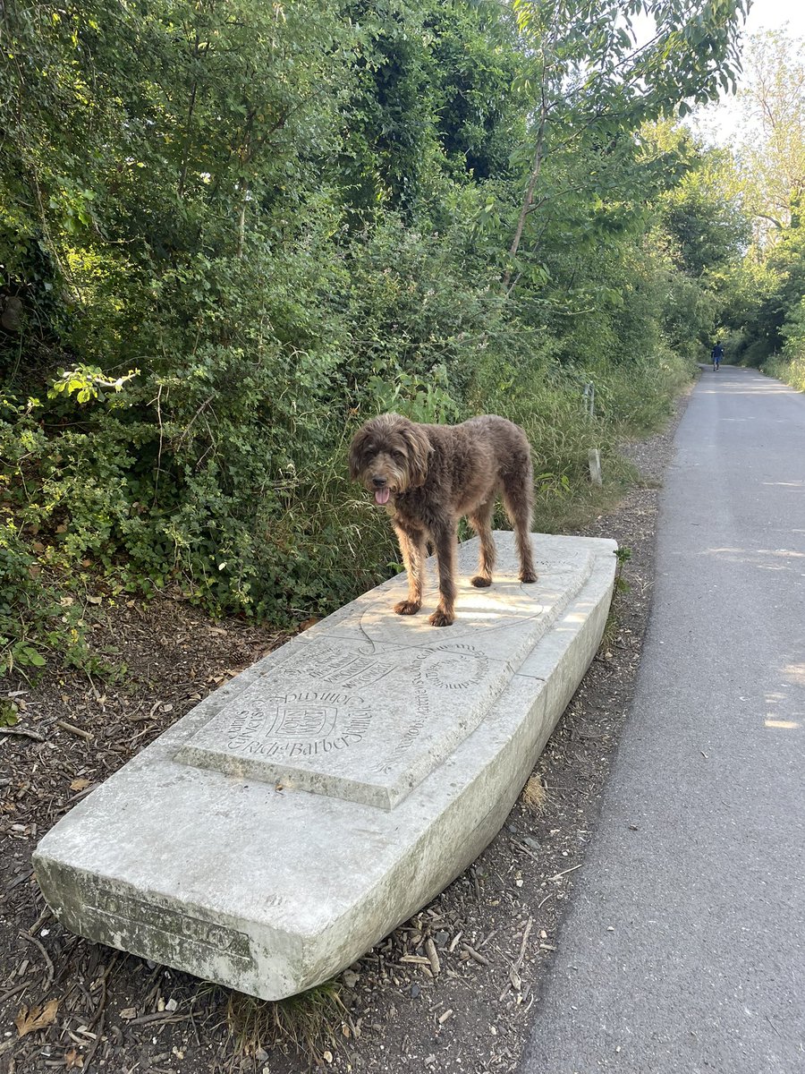 nickfarthing57's tweet image. #justadog is channeling his inner Dude! #happythursday everyone