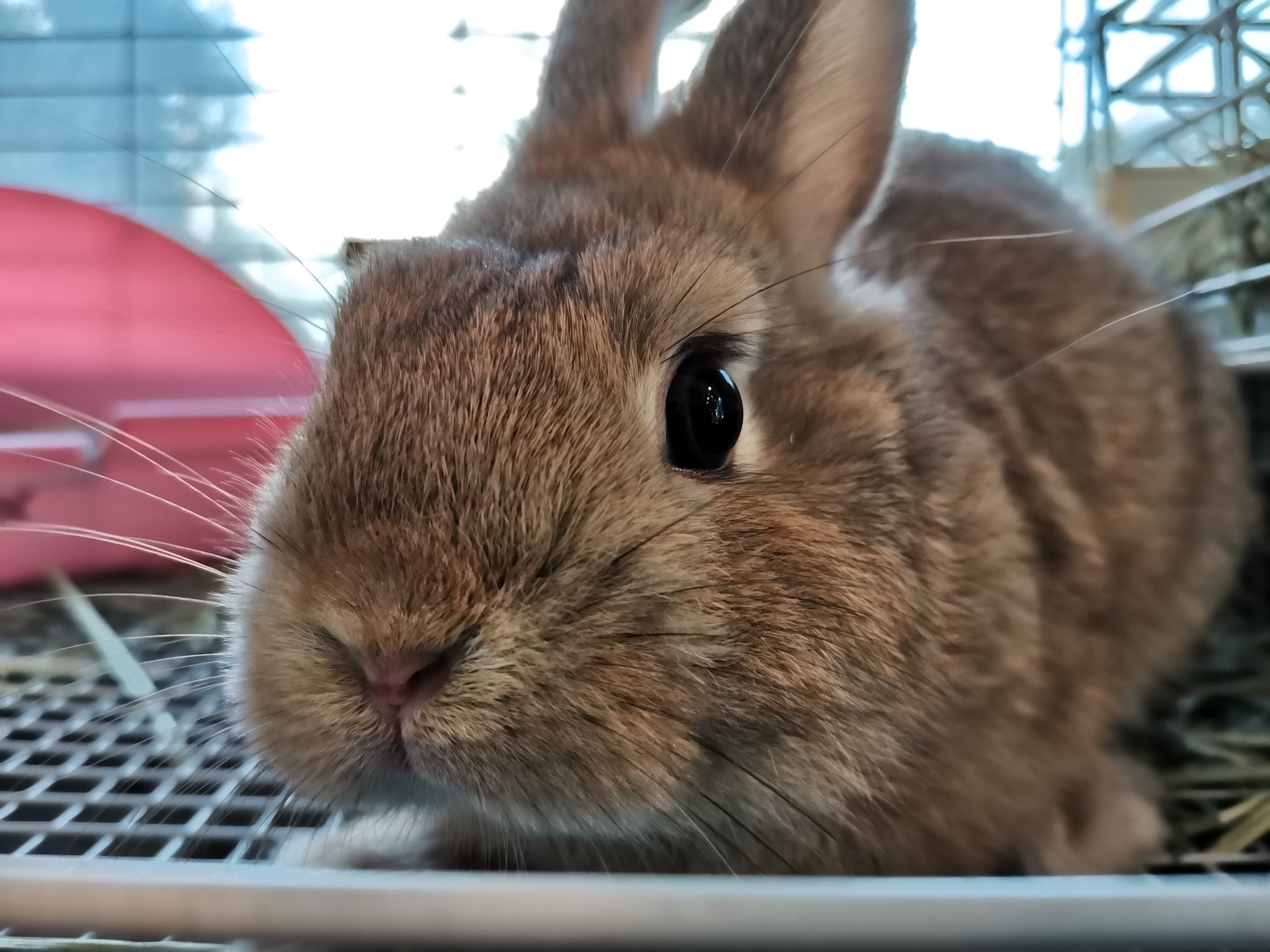 捜索中！あちゃちゅむ　花、ネコ、蝶、うさぎ、鹿、犬柄 トップス 姉ウサギと弟ネコがすみっこでショボン、反省中かと思ったら