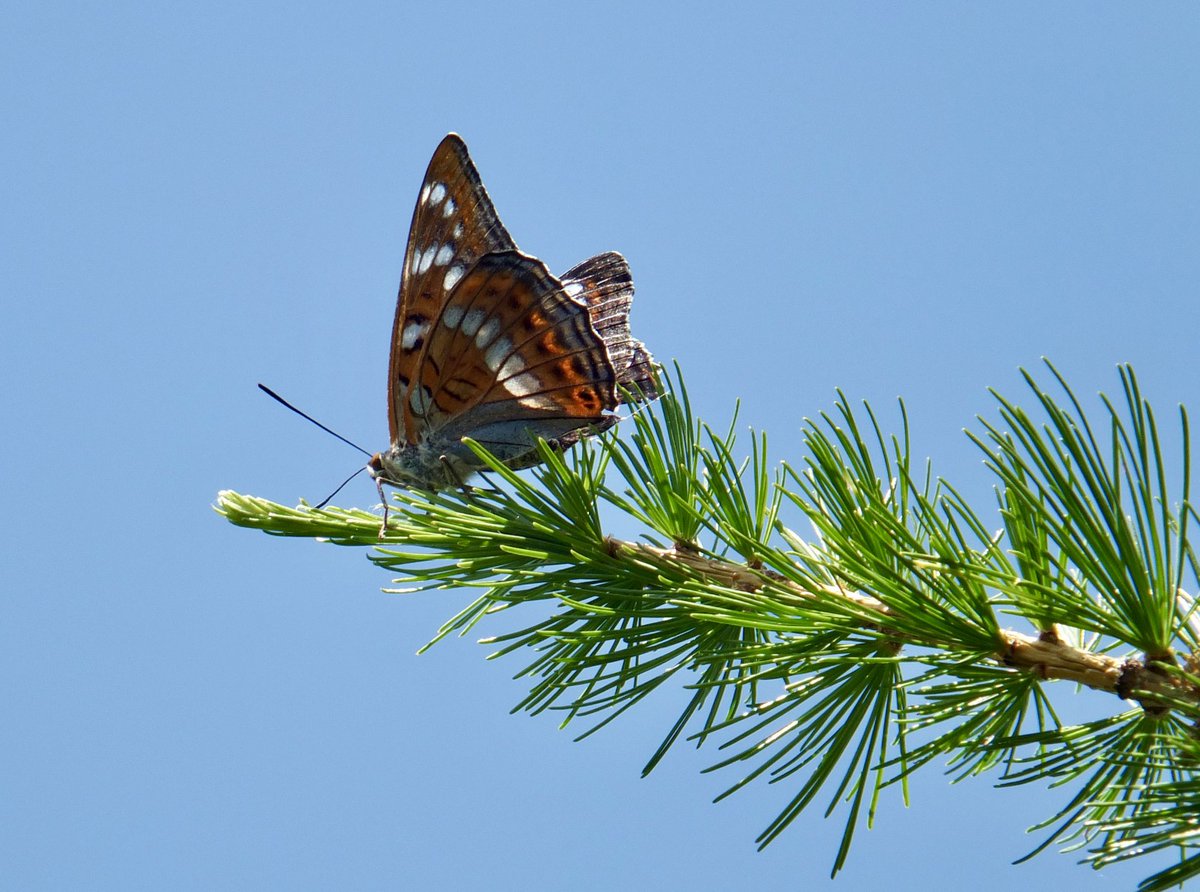 PensievePensine's tweet image. Wishing you all a lovely day, hope you are all well 😊

Unexpected encounter and observation of poplar admirals in my beloved mountain forest 2 weeks ago, so happy I had my camera with me 🦋💚
#lepidoptera #Butterflies #TwitterNatureCommunity 
#vitaminN #biodiversity