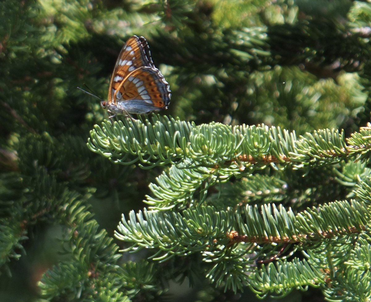 PensievePensine's tweet image. Wishing you all a lovely day, hope you are all well 😊

Unexpected encounter and observation of poplar admirals in my beloved mountain forest 2 weeks ago, so happy I had my camera with me 🦋💚
#lepidoptera #Butterflies #TwitterNatureCommunity 
#vitaminN #biodiversity