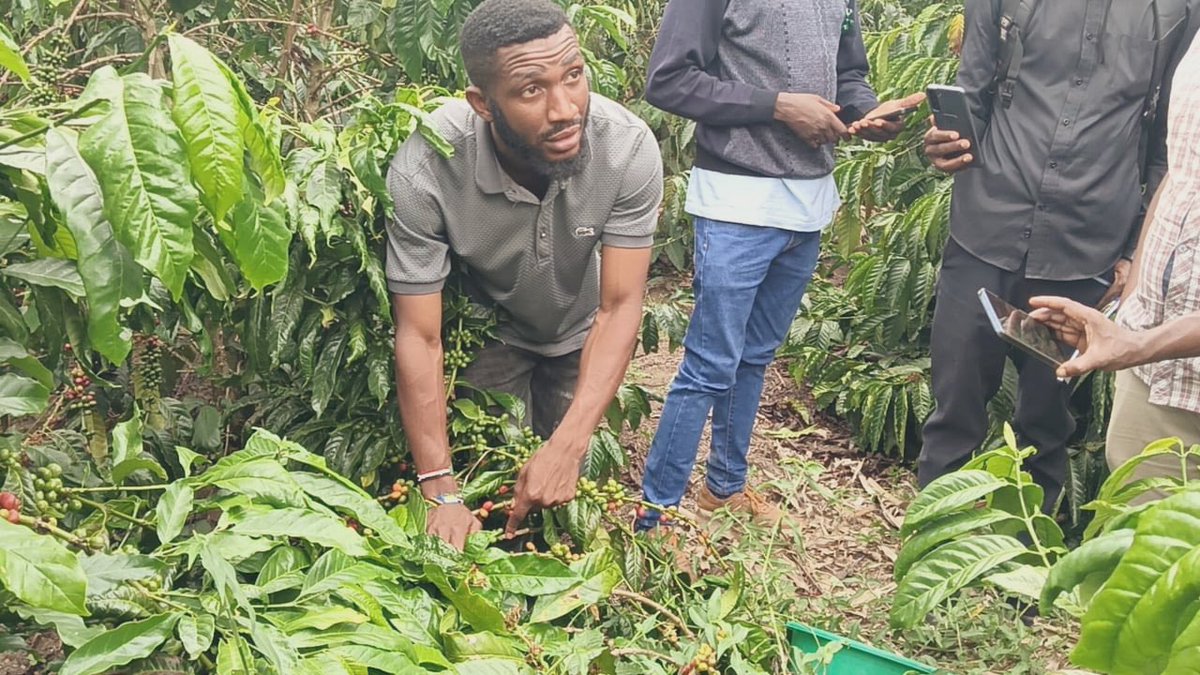 Muganzisecure's tweet image. We shall preach the coffee farming gospel till you people grow it . We can’t be a third world country when we have arable land ,a favorable climate and the youngest population in the world . We need to use these God given resources to becomes the world’s agricultural powerhouse