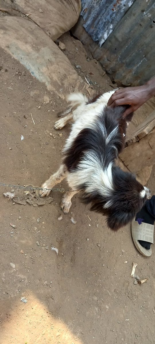 iamfuturefan's tweet image. 💔 My landlord has locked me out of my house. The only thing I have that I can sell to raise some money is my dog. She's affectionate. If you're interested, please DM me. 🙏🏿 I'm in a crisis and really need help.