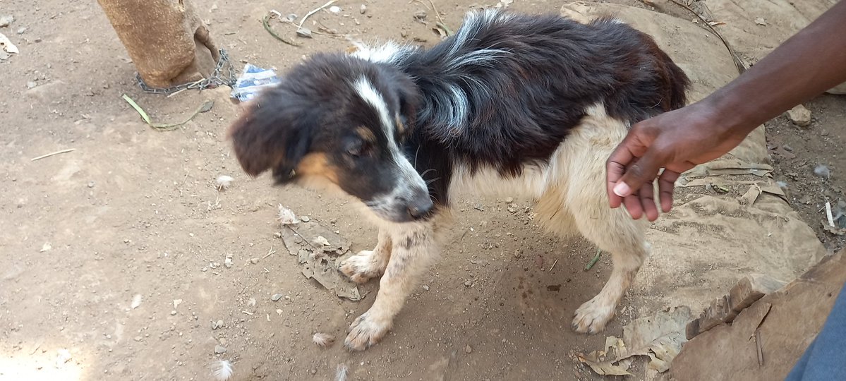 iamfuturefan's tweet image. 💔 My landlord has locked me out of my house. The only thing I have that I can sell to raise some money is my dog. She's affectionate. If you're interested, please DM me. 🙏🏿 I'm in a crisis and really need help.