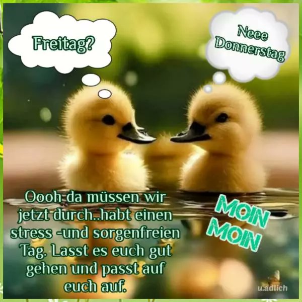 BarbaraBehrens8's tweet image. Guten Morgen meine Lieben ☕️💞☕️💞☕️💞☕️Ich wünsche euch einen angenehmen Donnerstag 🐤🌾🐤
Viel Spaß bei allem was ihr vor habt.
🌸🍃🌸🍃🌸🍃🌸