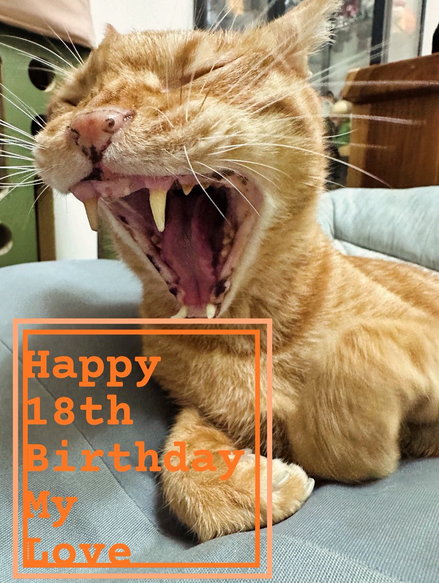 yuehlin17's tweet photo. ㊗️宇宙無敵帥貓貓
🎂生日快樂
🎉天天開心健康快樂
可以考駕照囉🫡
#虎皮 #tiger 
#生日快樂 #十八歲 
#happybirthday #18thbirthdayyearsold 
#橘貓 #虎斑貓 
#cat #ネコ
#健健康康 #平平安安 https://t.co/AUnBvygxJx