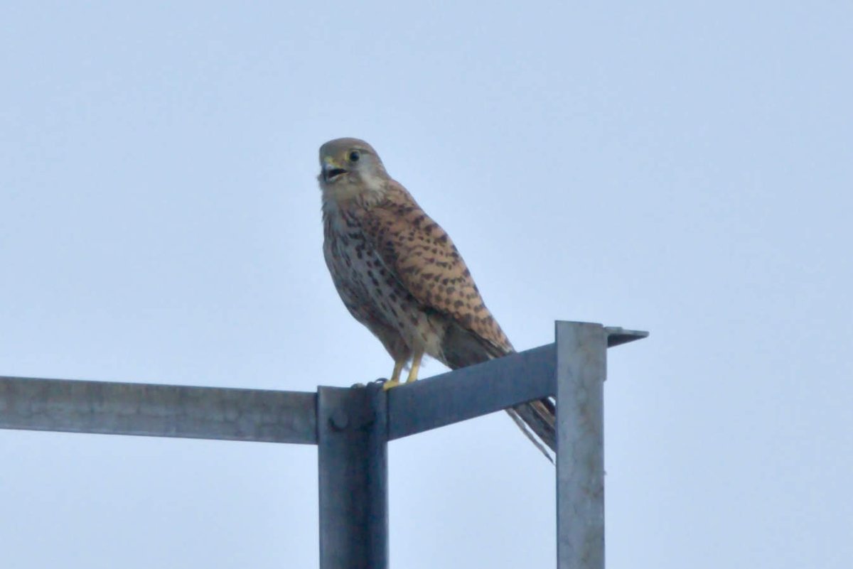 LefterisJP's tweet image. Good morning 🌥️
Wish you all a beautiful day with a 📸 of a common Kestrel seen over the rooftops of Berlin
🇩🇪 Turmfalke | 🇵🇱 Pustułka | 🇬🇷 Βραχοκιρκίνεζο | 🇺🇦 Боривітер