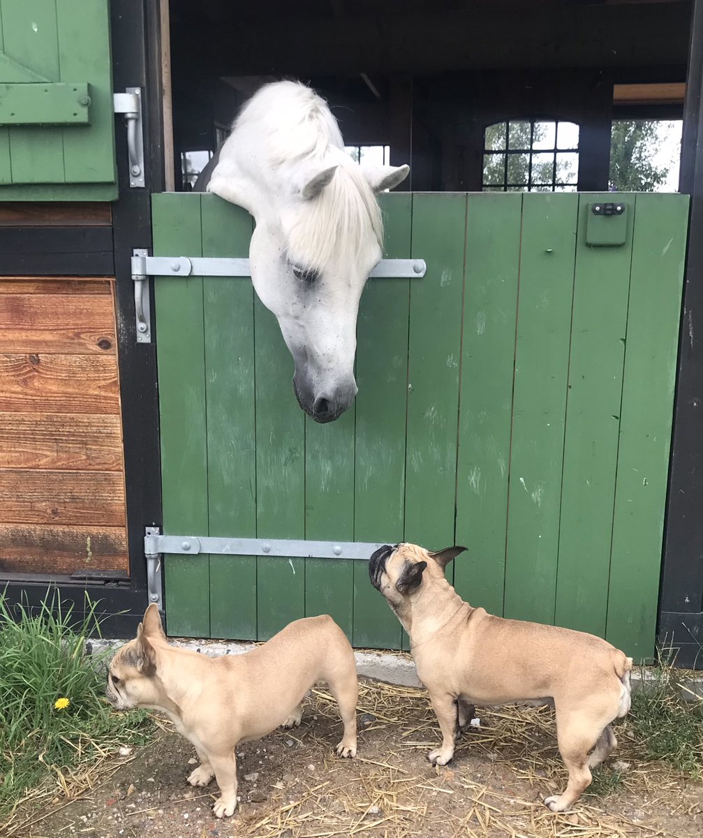 They’re having an important conversation. 
#ponyhour #ConnemaraPony ☘️#FRENCHIE