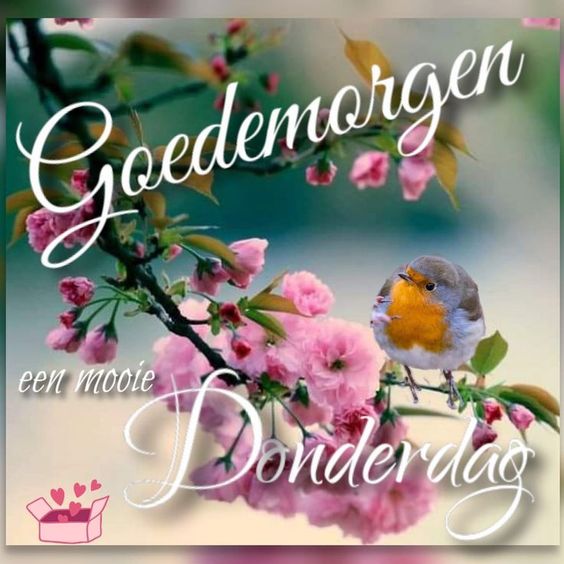 Goeiemorgen ☕ lieverds 🥰
Heb een fantastische donderdag vandaag 😉
