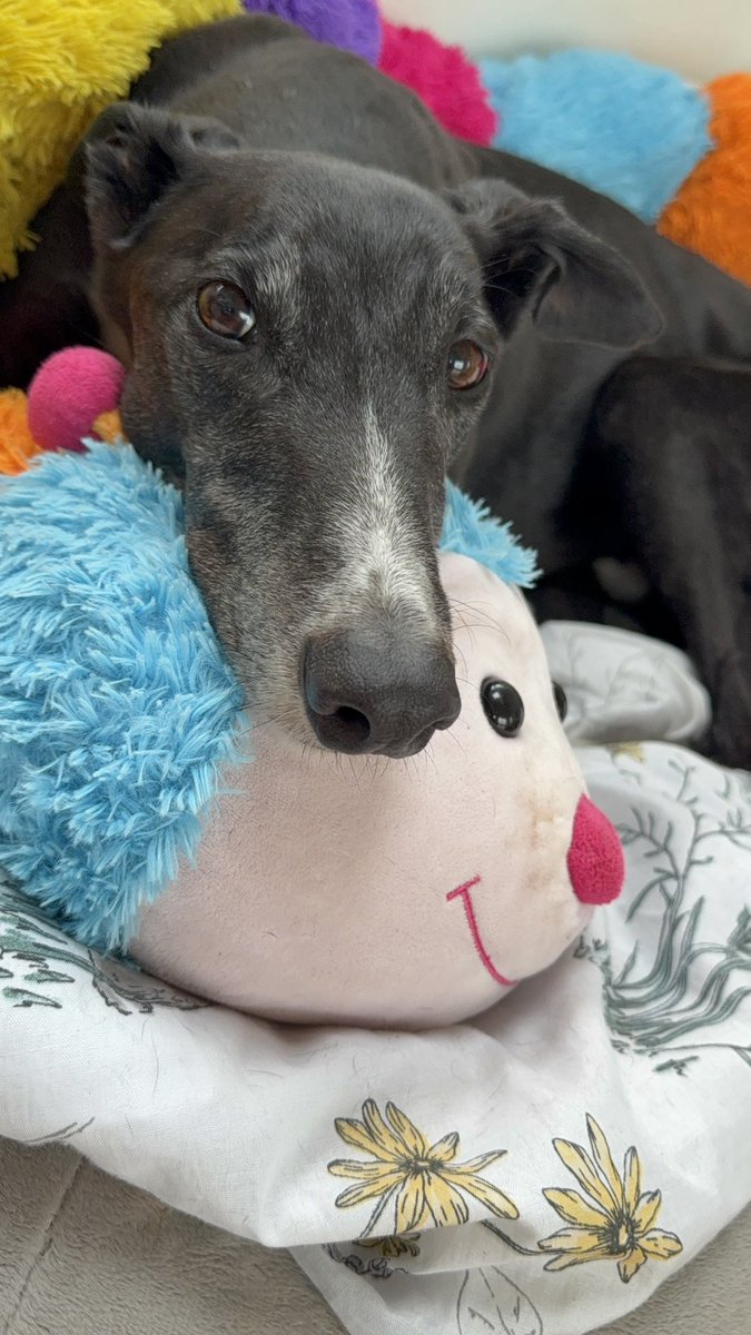 paddythegreyt's tweet image. Still a bit sore today, but I had a sausage.
Just one, but it was glorious! Resting up now and dreaming of a full mouth snack comeback! 💙🐾🐾#GreyhoundRecovery #SoftSnacksOnly #DramaHoundHealing