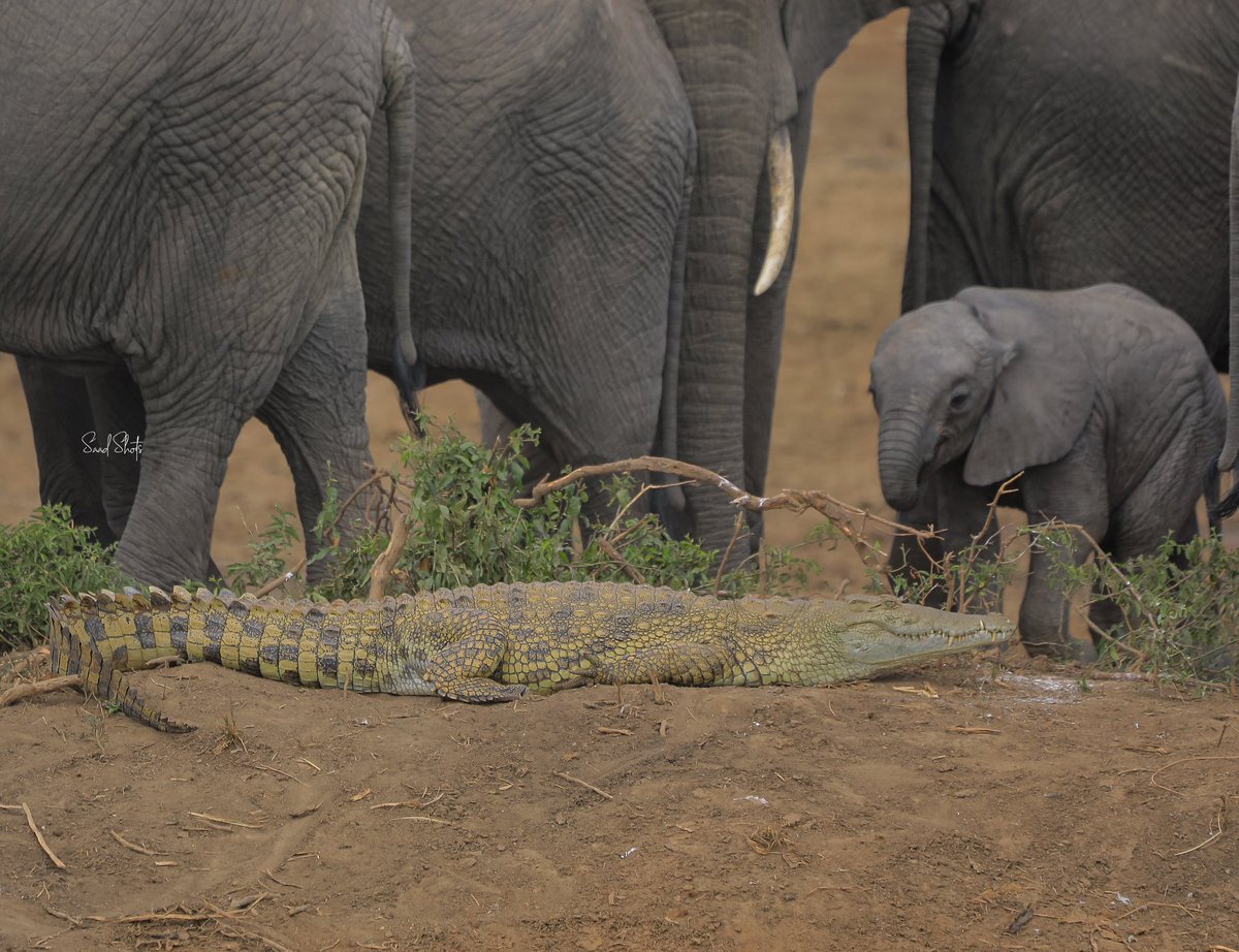 nyanasafaris's tweet image. 🐾 Uganda Big 5 Safari Trail
6 Days | Ziwa + Murchison + Queen Elizabeth
Track lions, leopards, rhinos, elephants & buffaloes!
📞 Reserve your trail: +256 702 674 064
#ExploreUganda