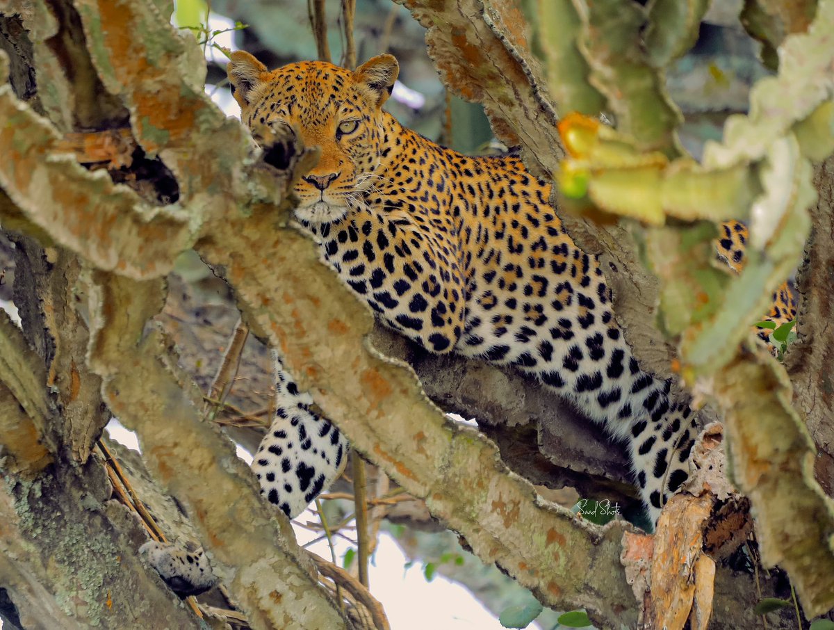 nyanasafaris's tweet image. 🐾 Uganda Big 5 Safari Trail
6 Days | Ziwa + Murchison + Queen Elizabeth
Track lions, leopards, rhinos, elephants & buffaloes!
📞 Reserve your trail: +256 702 674 064
#ExploreUganda