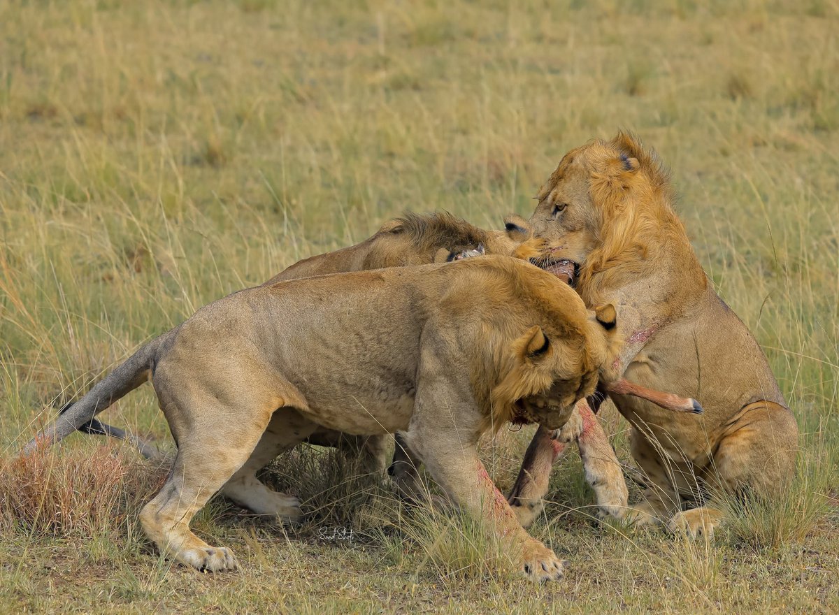 nyanasafaris's tweet image. 🐾 Uganda Big 5 Safari Trail
6 Days | Ziwa + Murchison + Queen Elizabeth
Track lions, leopards, rhinos, elephants & buffaloes!
📞 Reserve your trail: +256 702 674 064
#ExploreUganda