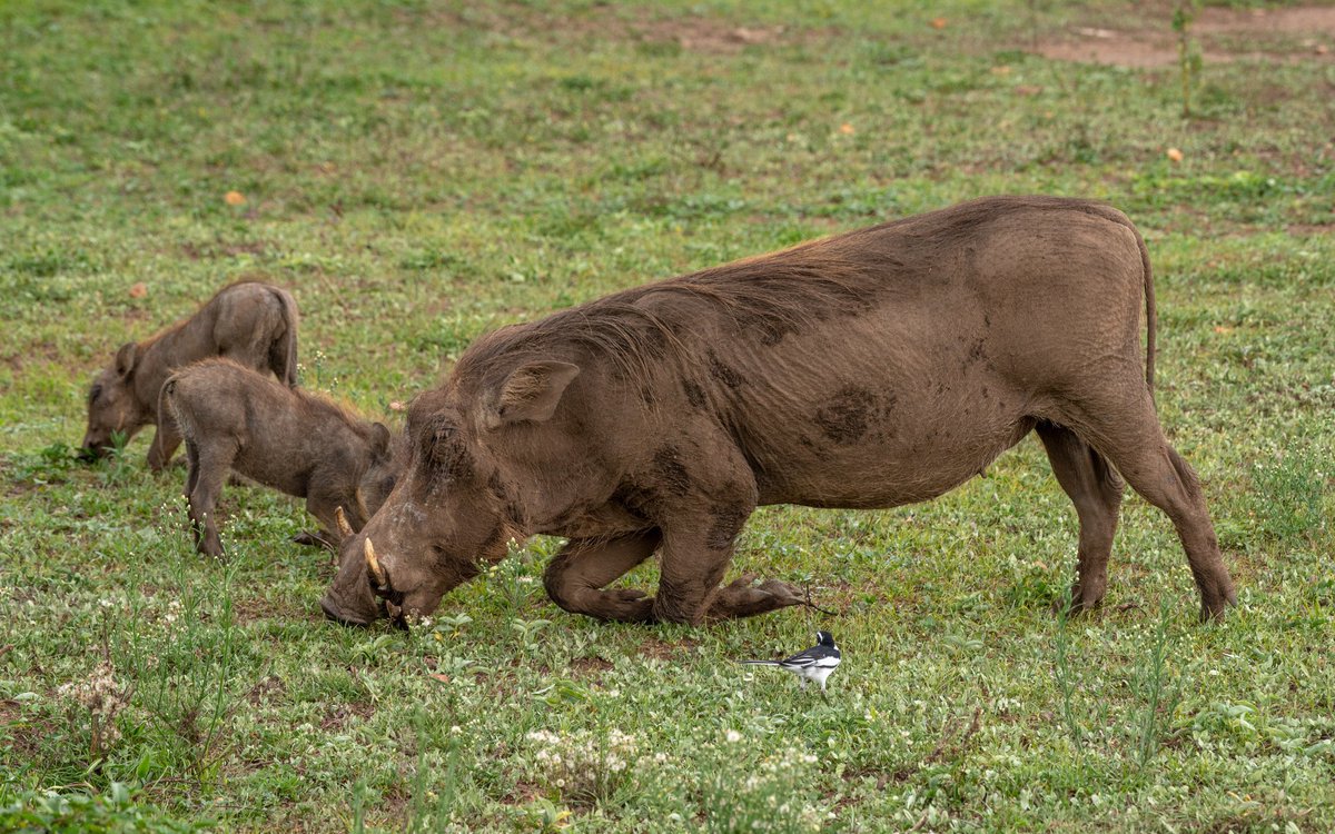 nyanasafaris's tweet image. 🐾 Uganda Big 5 Safari Trail
6 Days | Ziwa + Murchison + Queen Elizabeth
Track lions, leopards, rhinos, elephants & buffaloes!
📞 Reserve your trail: +256 702 674 064
#ExploreUganda