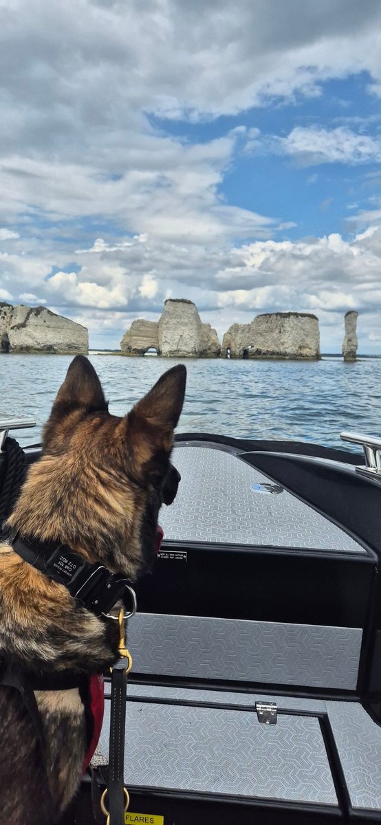 PDFranky's tweet image. Training: Familiarisation day with the Marine Section for PD Goose and PD Fuzz yesterday. #policedogs #gsd #spaniel #Marinesection #oldharryrocks