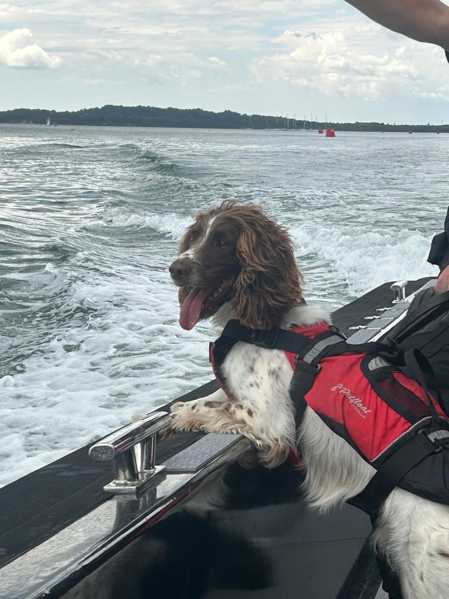 PDFranky's tweet image. Training: Familiarisation day with the Marine Section for PD Goose and PD Fuzz yesterday. #policedogs #gsd #spaniel #Marinesection #oldharryrocks