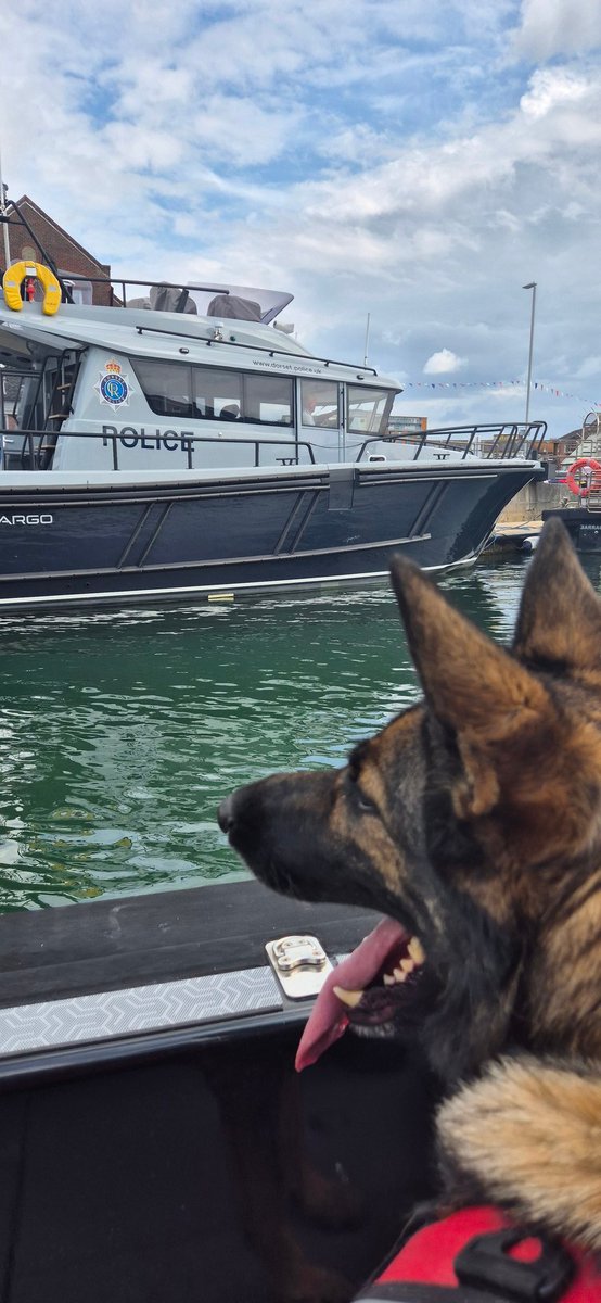 PDFranky's tweet image. Training: Familiarisation day with the Marine Section for PD Goose and PD Fuzz yesterday. #policedogs #gsd #spaniel #Marinesection #oldharryrocks