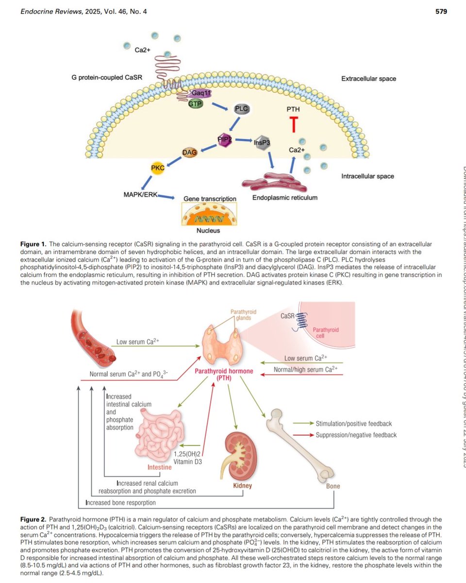 giorg_kyriakos's tweet image. 🦴 #Parathyroid diseases revisited – #bone perspective

🔍 #PHPT: trabecular vs cortical bone impact, surgical outcomes
🔍 HypoPT: high BMD ≠ bone strength
💊 Role of cinacalcet &amp;amp; rhPTH reviewed
@EndoSocJournals
📄 Endocr Rev 2025
🔗 doi.org/10.1210/endrev…
#EndoTwitter