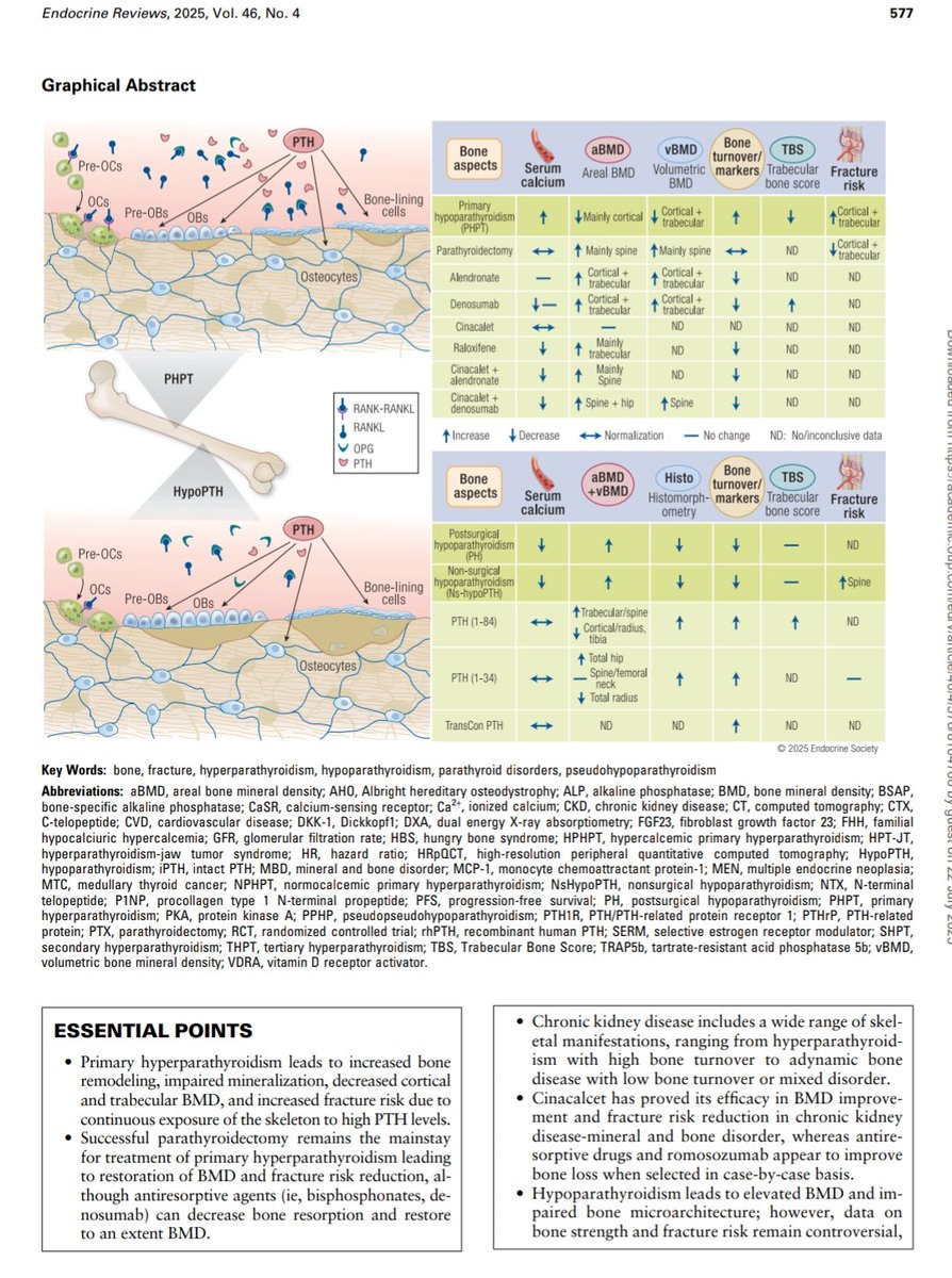giorg_kyriakos's tweet image. 🦴 #Parathyroid diseases revisited – #bone perspective

🔍 #PHPT: trabecular vs cortical bone impact, surgical outcomes
🔍 HypoPT: high BMD ≠ bone strength
💊 Role of cinacalcet &amp;amp; rhPTH reviewed
@EndoSocJournals
📄 Endocr Rev 2025
🔗 doi.org/10.1210/endrev…
#EndoTwitter