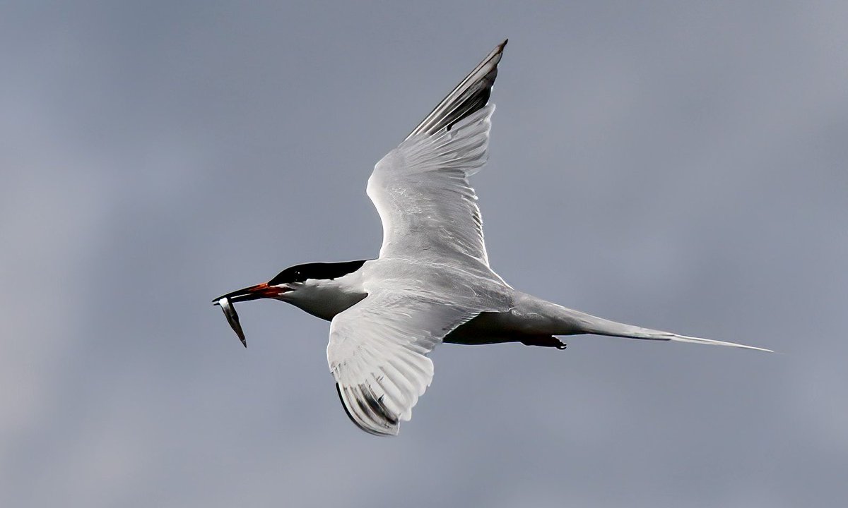 TomCadwallender's tweet image. “There is a season, tern, tern, tern” Roseate Tern on the Northumberland coast.