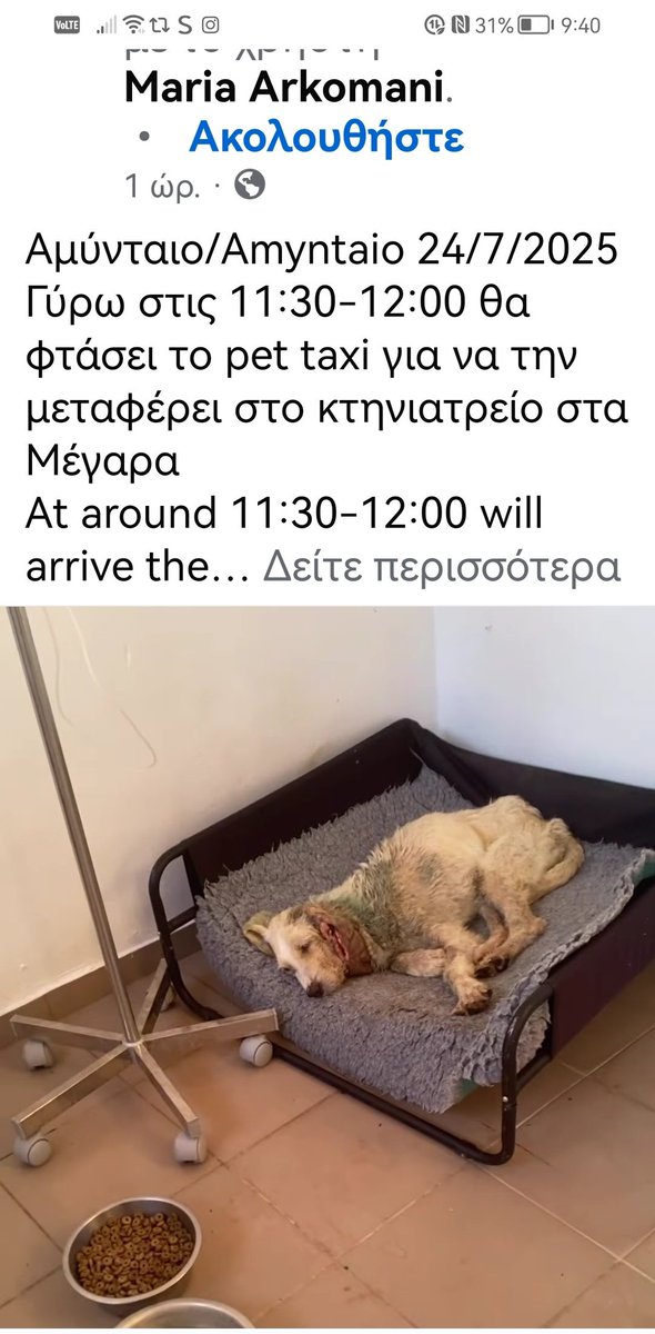 Christinalirou2's tweet image. Αμύνταιο ‼️‼️‼️‼️‼️. Το σκυλάκι σε λίγες ώρες θα ταξιδέψει για την κλινική στα Μέγαρα με πετ ταξί. Μπράβο σε όλους σας εθελοντές κ όσοι βοήθησαν να βρεθεί τρόπος μεταφοράς.