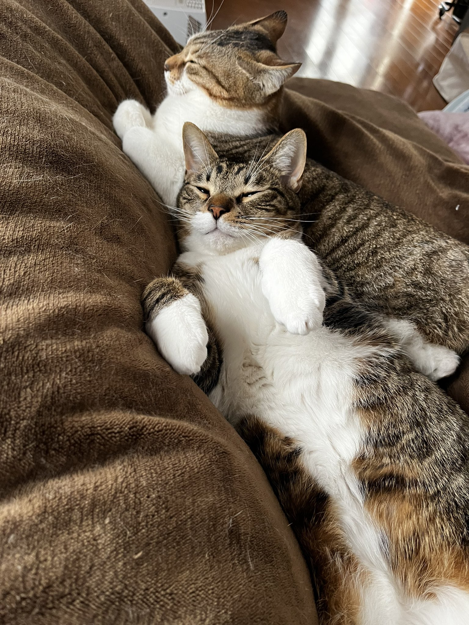 猫はかっておりません 楽天市場】ねこ肯定感 抱きまくら Lサイズ みけねこのさんま