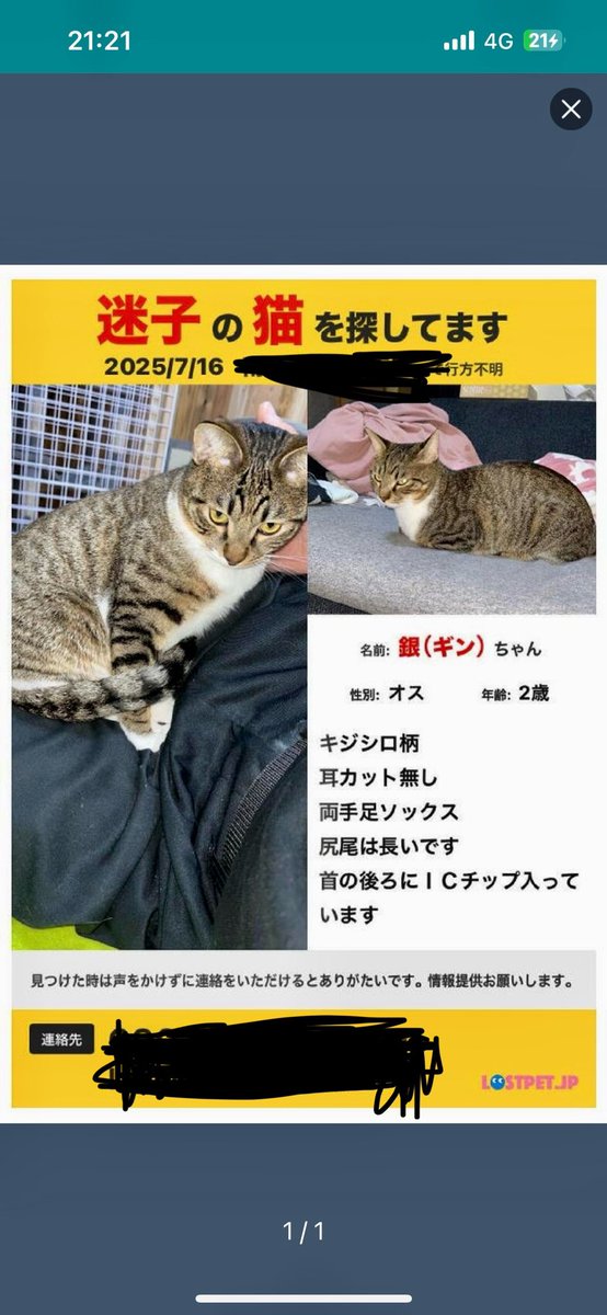 nobuhir49098785's tweet photo. 【拡散希望】
迷子猫を探しています。
横浜市南区永田町付近で7月16日夜に家から出てしまいました。
近隣の捜索は続けているのですが手掛かりがありません。付近で見かけた方どの様な情報でも構いませんのでDMしていただけるとありがたいです。 https://t.co/3pAZdUDVKU