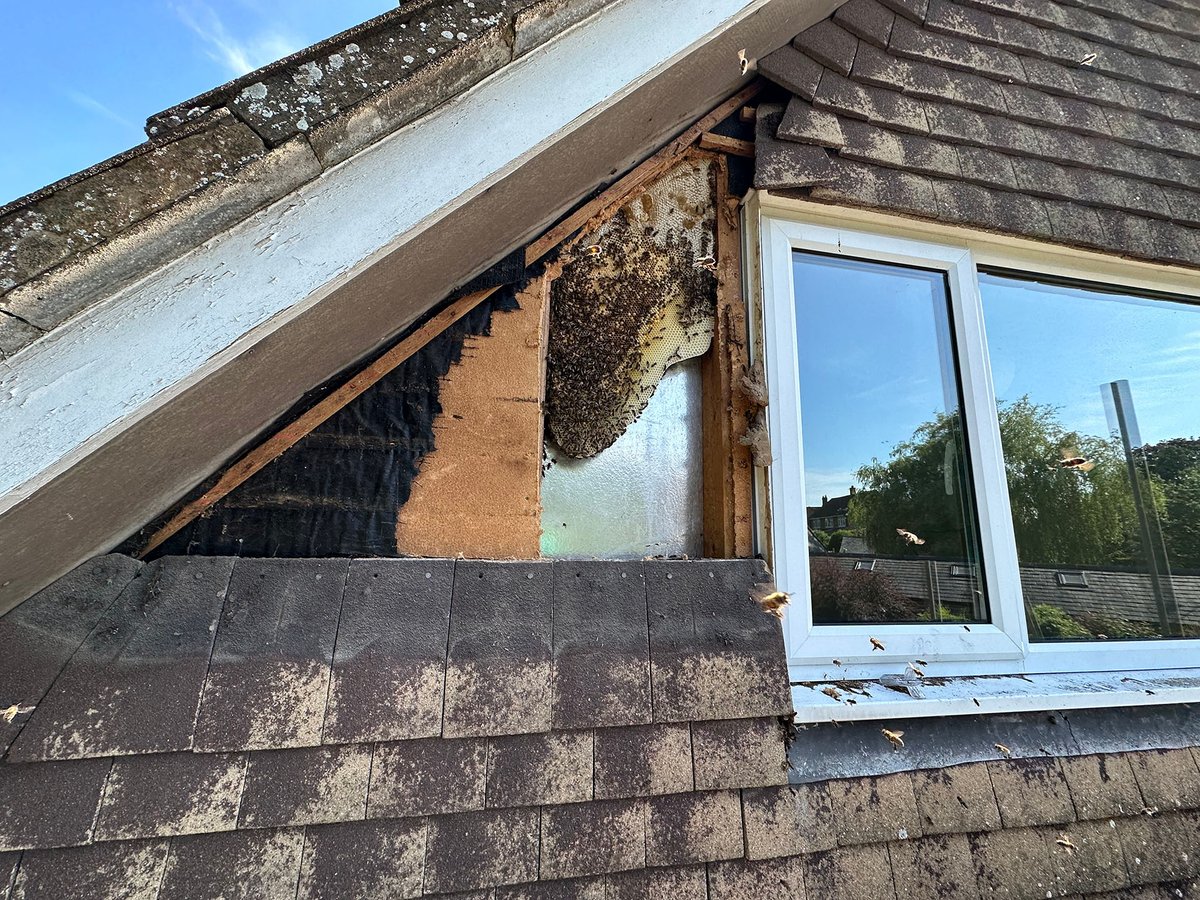 iX5uk's tweet photo. Are you a tenant dealing with a bee problem? π Our blog offers essential advice on how to handle bees in rented properties, including your rights and responsibilities. #BeeSafety #TenantAdvice #PestControl Read more: https://t.co/RTemo1wfj9 https://t.co/ME9BqGZQzC