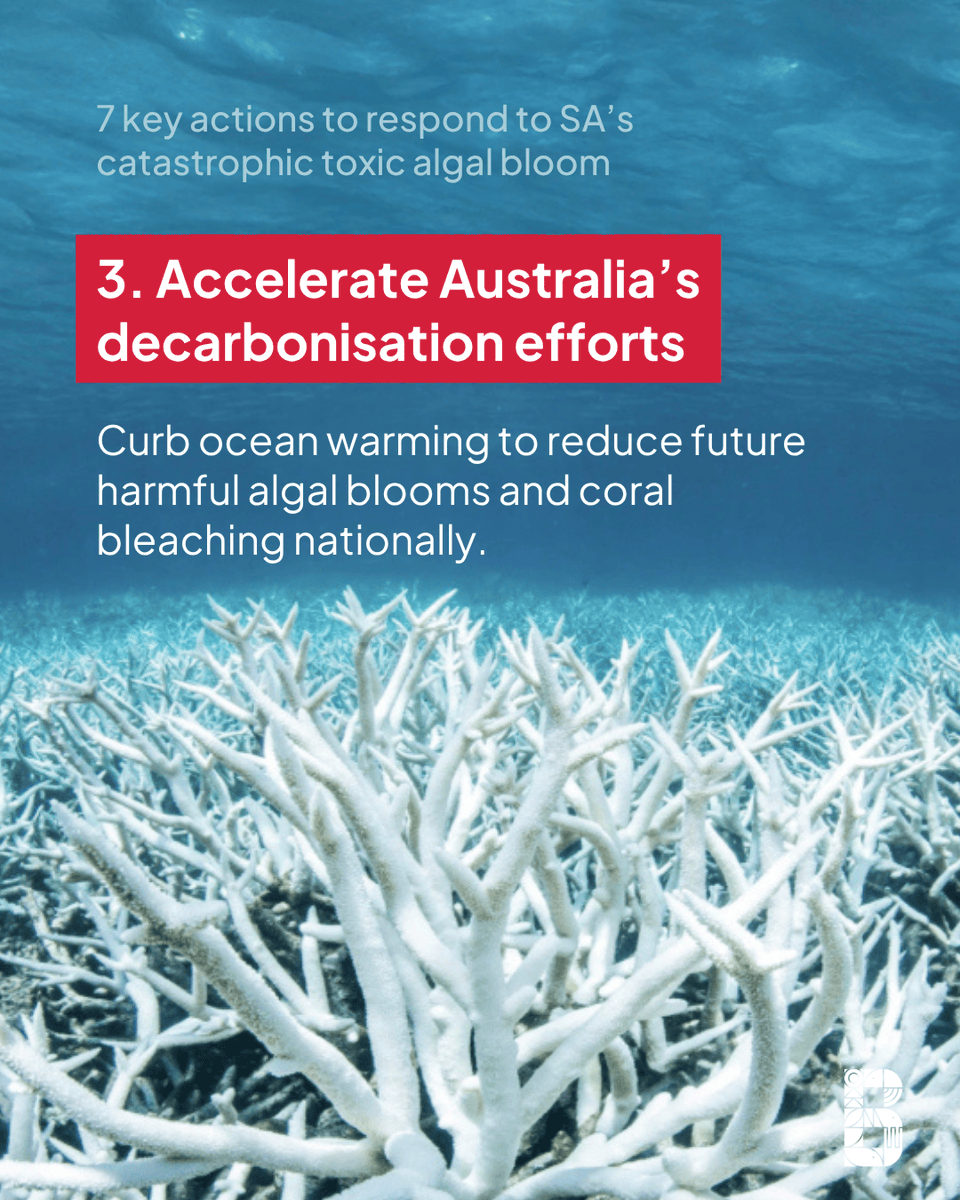 Australia is facing one of its worst marine disasters in living memory, driven by a nation-wide marine heatwave. Our new report outlines seven urgent actions governments must take to respond to SA’s toxic algal bloom and broader marine heatwave, and an increasingly dangerous and