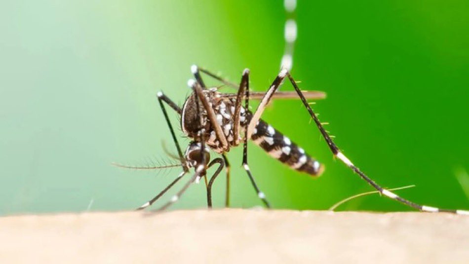CapaMag's tweet image. ⭕️ Dünya Sağlık Örgütü, sivrisinekler yoluyla bulaşan Chikungunya virüsünün küresel bir salgına dönüşme riski konusunda uyarıda bulunarak ülkeleri erken önlem almaya çağırdı.