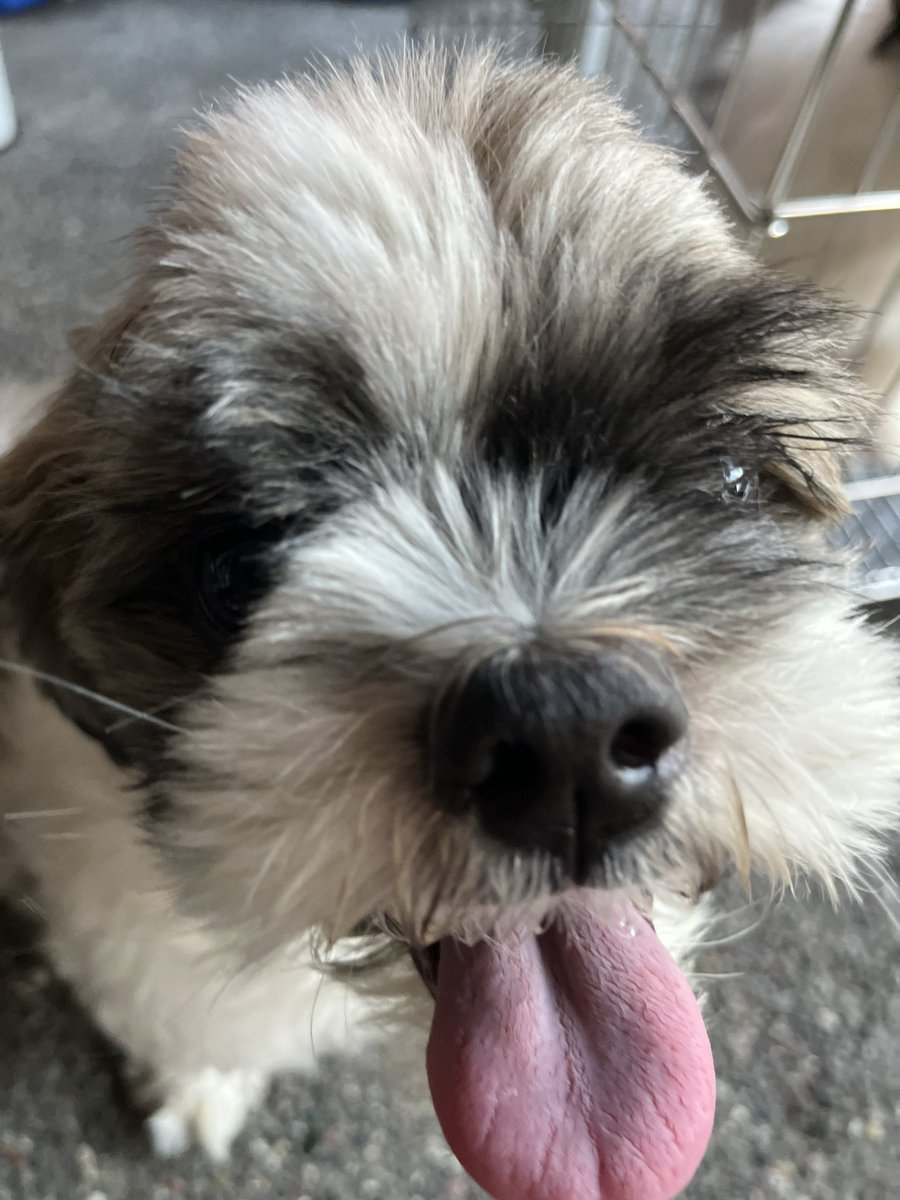 jaxrysss's tweet photo. I loved you your whole life, I’ll miss you. Rest well, bud! 💖 https://t.co/W8ZTKJIZmx