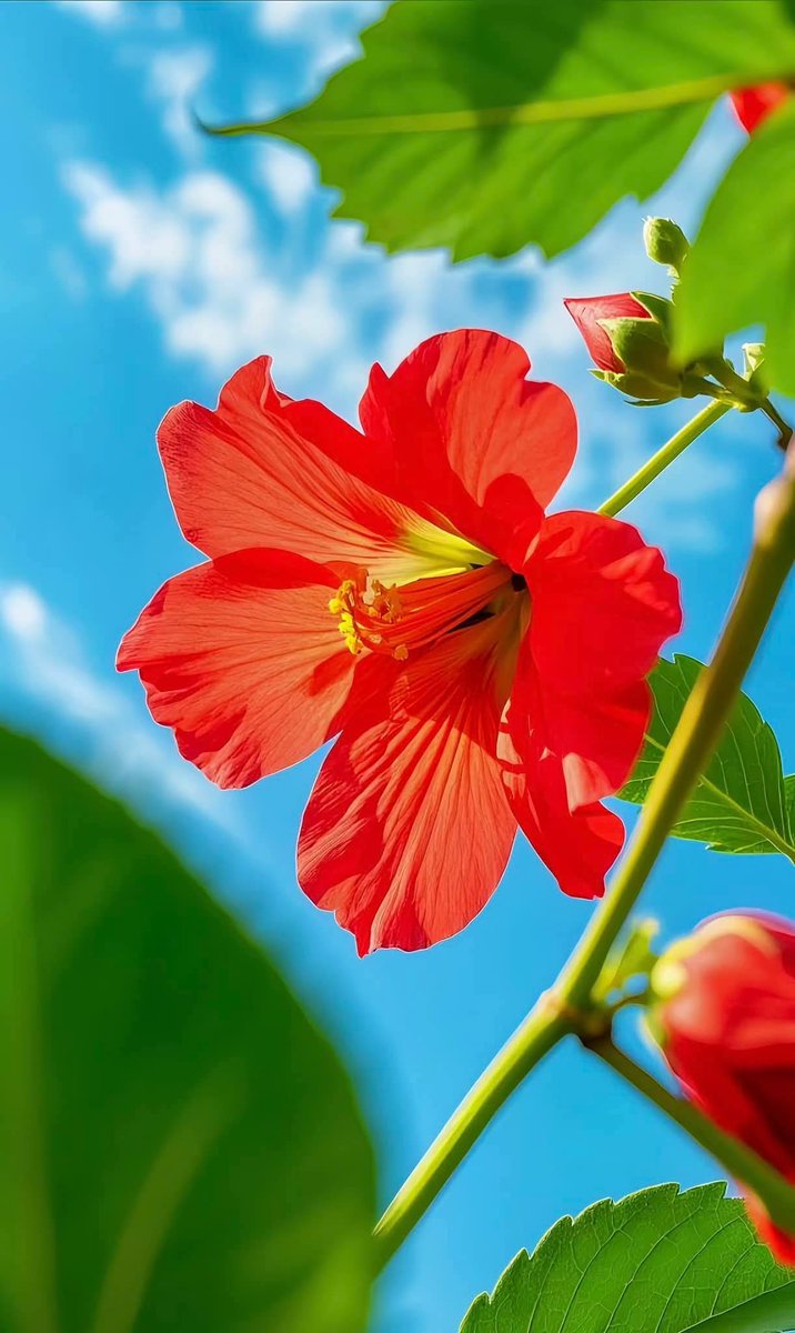 74ceff6b903445b's tweet image. Hello dear friends 🙏😄 
Have a beautiful Thursday 🏵️