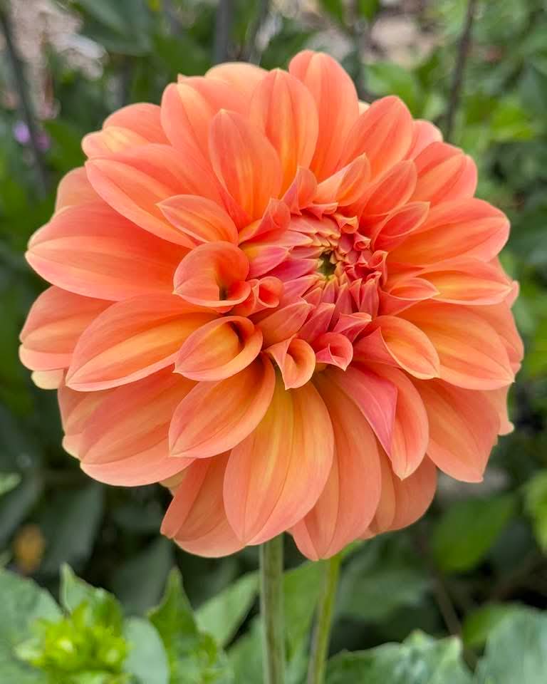 74ceff6b903445b's tweet image. Hello dear friends 🙏😄 
Have a beautiful Thursday 🏵️